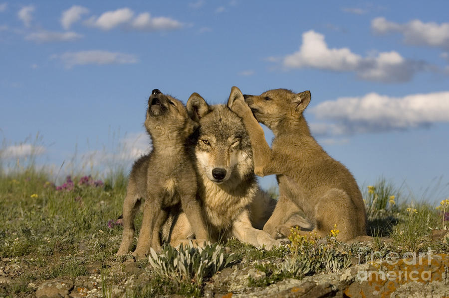 Gray Wolf And Cubs #5 Photograph by Jean-Louis Klein & Marie-Luce Hubert