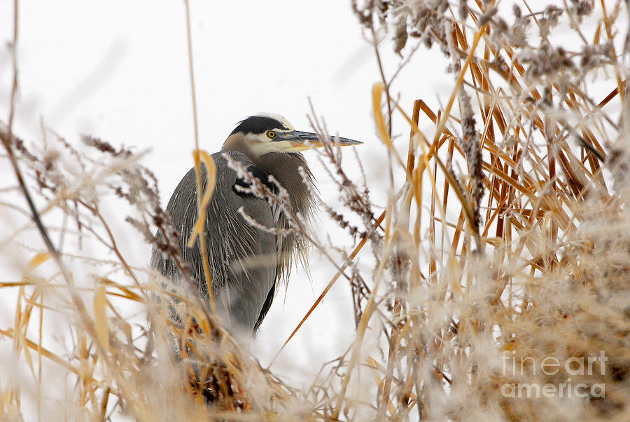 Great Blue Heron #5 Photograph by Dennis Hammer