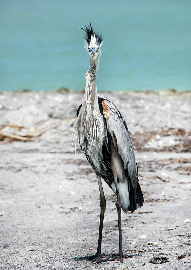 Great blue heron #5 Photograph by Gouzel -