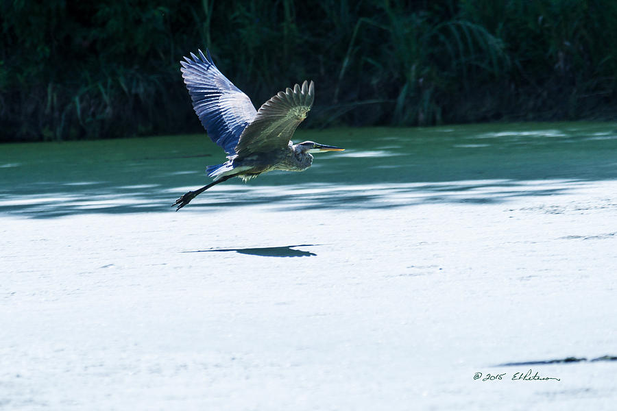 Great Blue Heron In Flight #5 Photograph by Ed Peterson