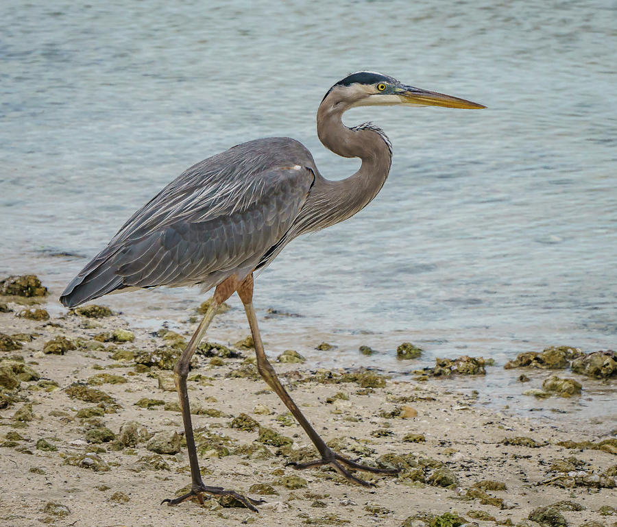 Great Blue Heron #5 Photograph by Jane Luxton