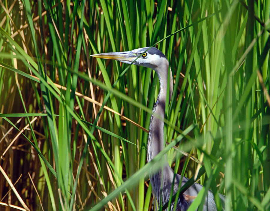 Great Blue Heron Photograph by Tam Ryan - Fine Art America