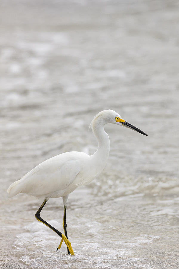 Great Egret #5 Photograph by Peter Lakomy