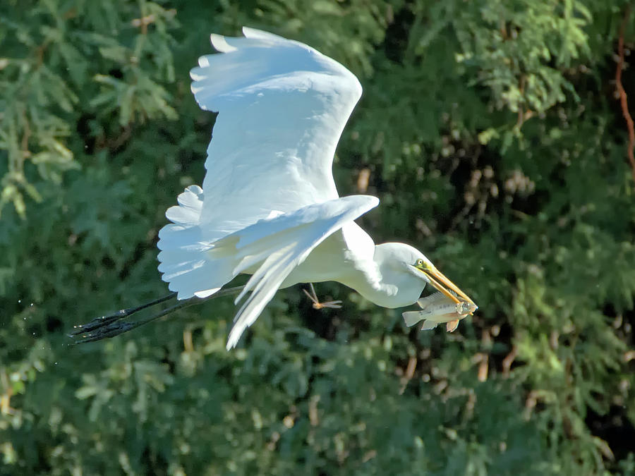 Great Egret with Fish #5 Photograph by Tam Ryan