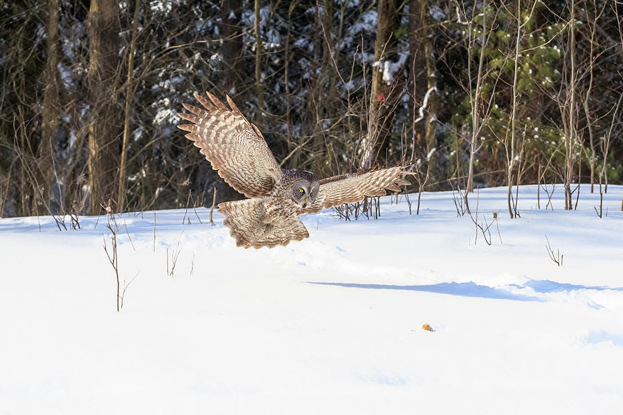 Great Grey Owl in flight #5 Photograph by Josef Pittner