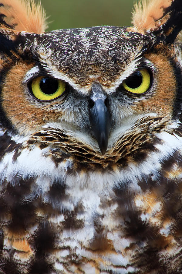 Great Horned Owl #5 Photograph by Jill Lang