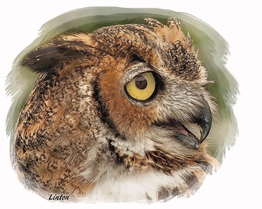 Great Horned Owl #5 Digital Art by Larry Linton