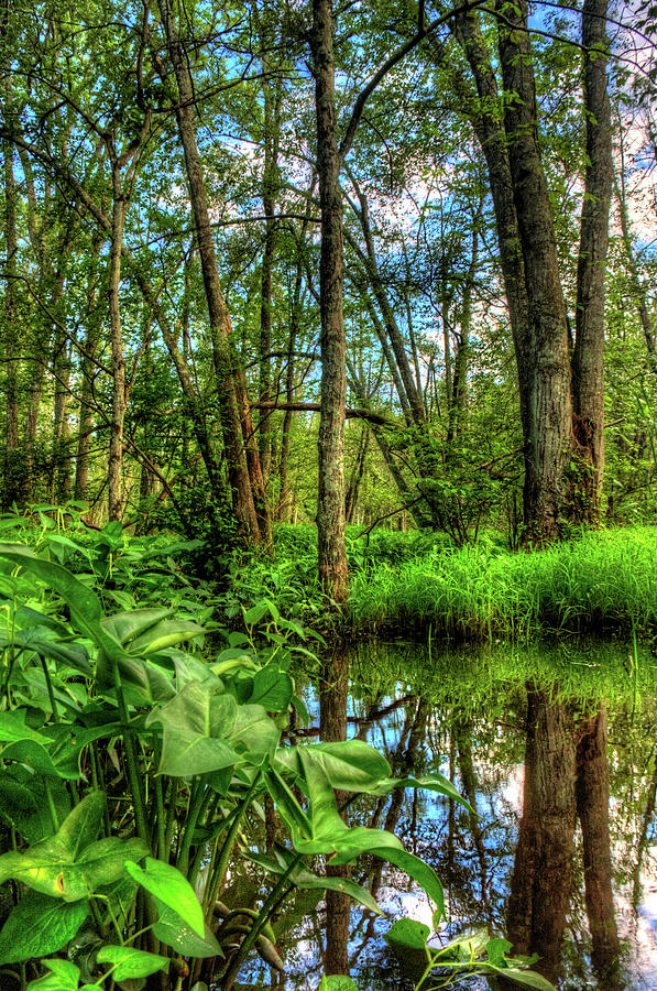 Great Swamp #5 Photograph by David Henningsen