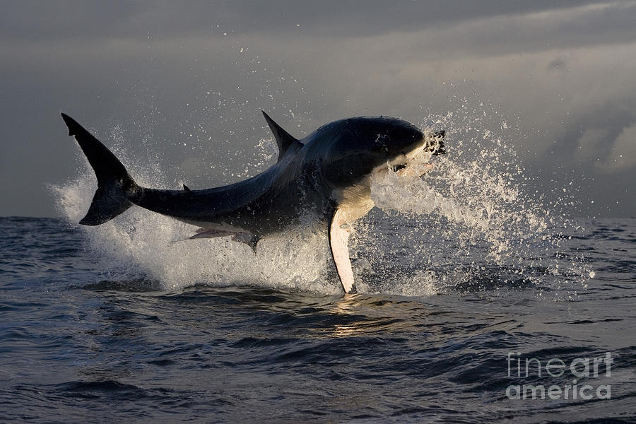 Great White Shark #5 Photograph by Jean-Louis Klein & Marie-Luce Hubert