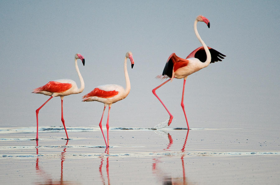 Flamingo Photograph - Greater Flamingos Phoenicopterus Roseus #5 by Panoramic Images