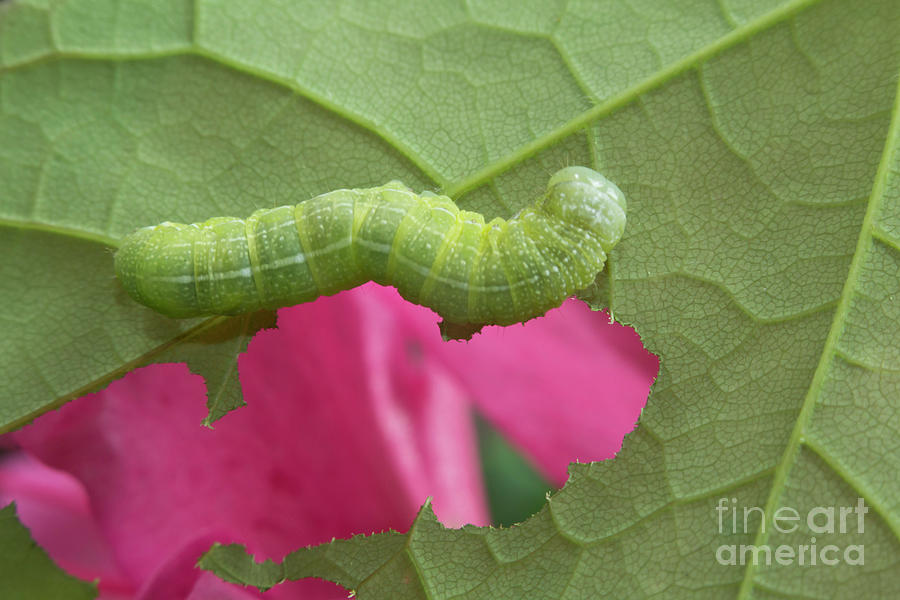 Animal Photograph - Green Oak Caterpillar #5 by Ezume Images