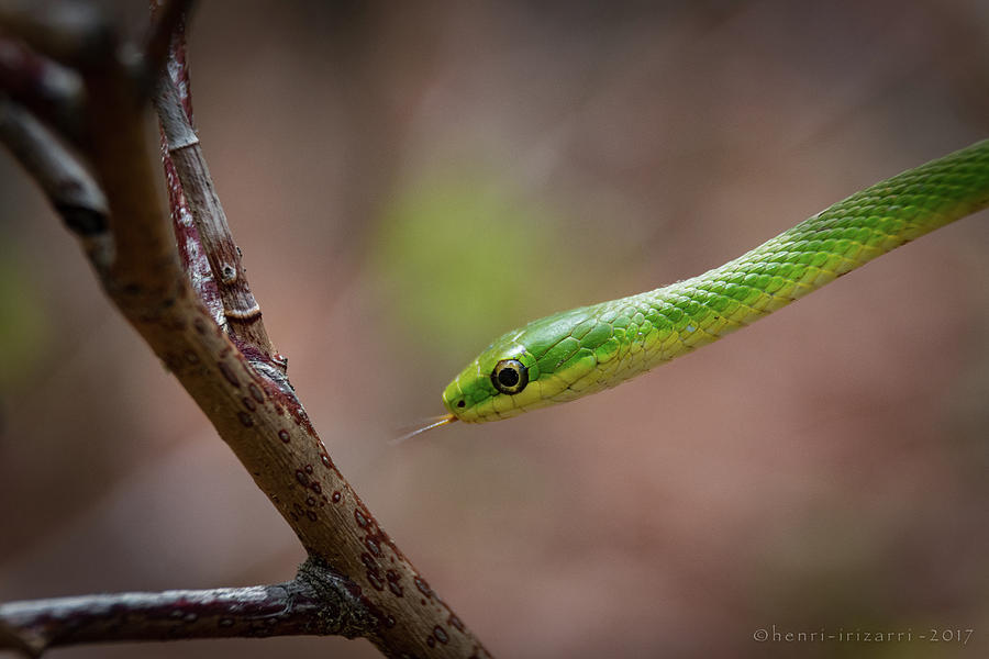 Green Snake #5 Photograph by Henri Irizarri