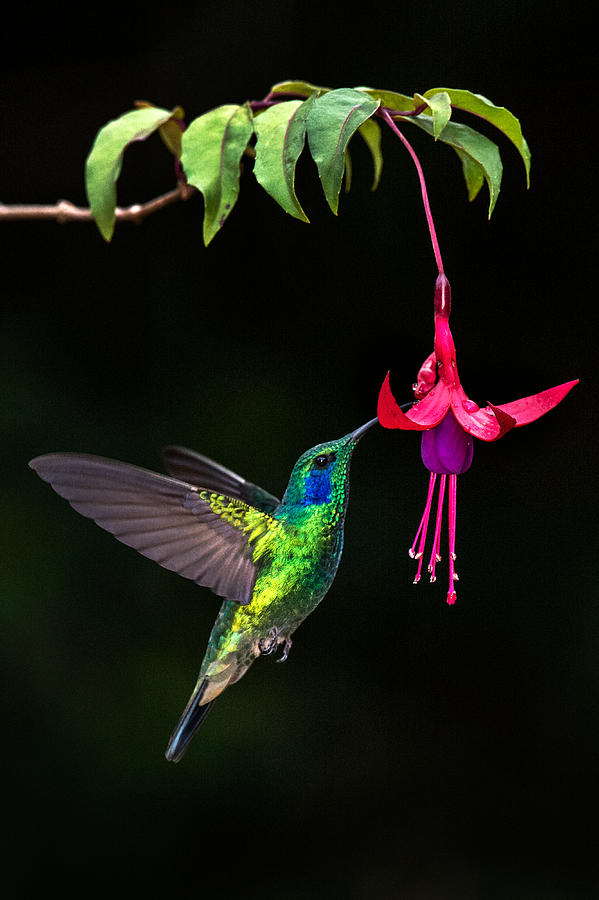 Green Violetear Colibri Thalassinus #5 Photograph by Panoramic Images