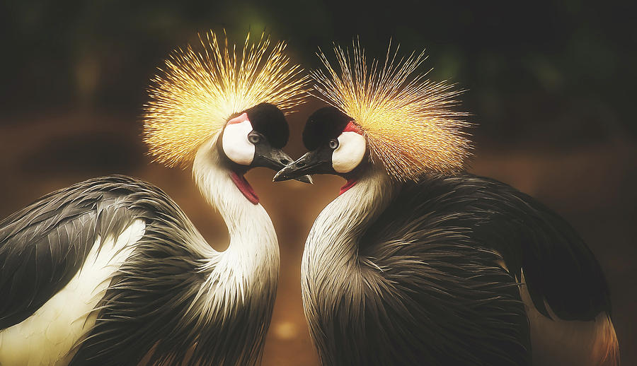 Bird Photograph - Grey Crowned Cranes #5 by Mountain Dreams