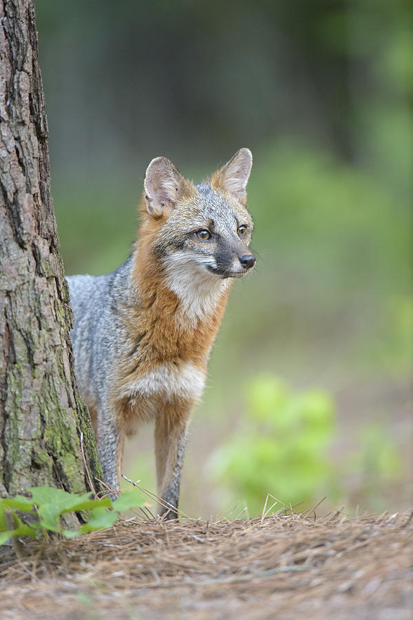 Wildlife Photograph - Grey Fox #5 by David Courtenay