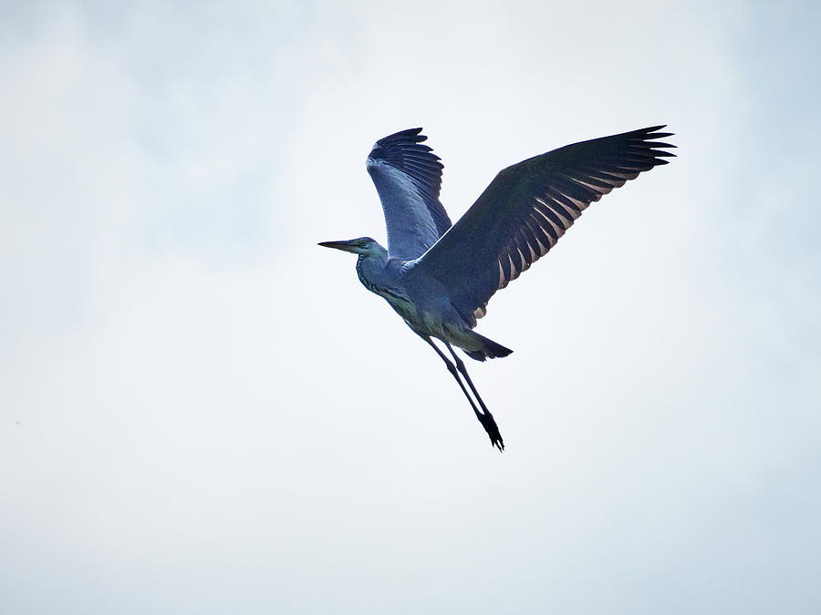 Grey Heron in the sky Photograph by Jouko Lehto