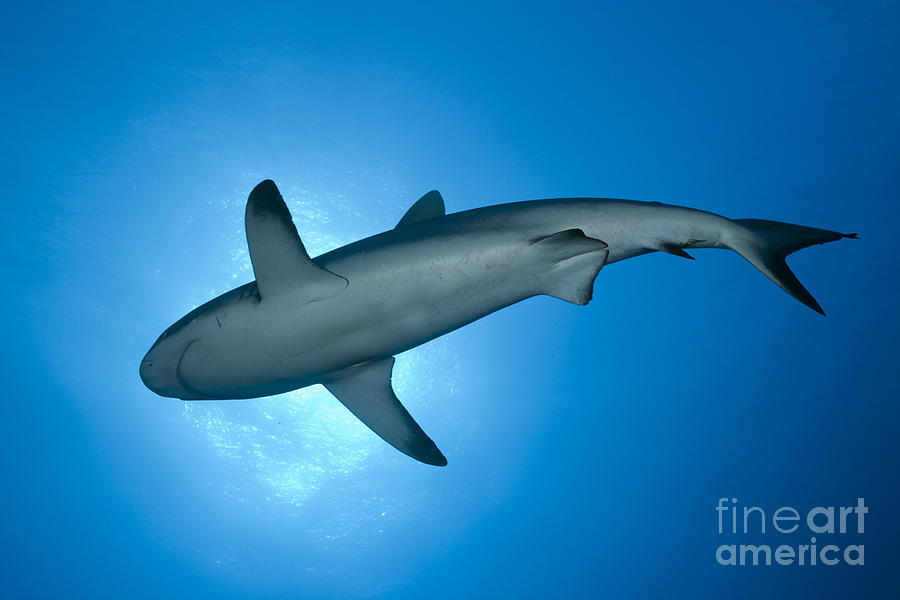 Grey Reef Shark #5 Photograph by Reinhard Dirscherl