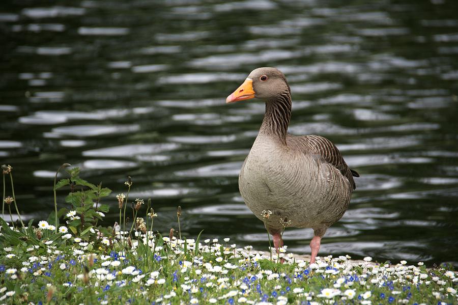 Greylag Goose #5 Photograph by Chris Day