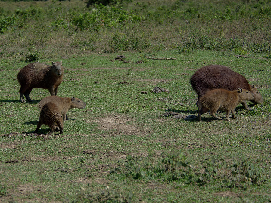 Group of Capybaras #5 Digital Art by Carol Ailles
