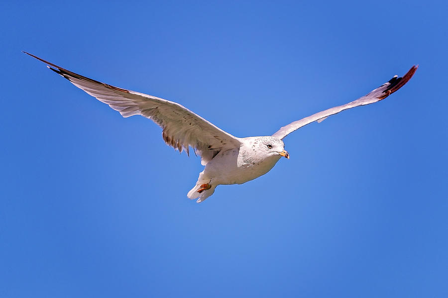 Gull in flight #5 Photograph by Peter Lakomy