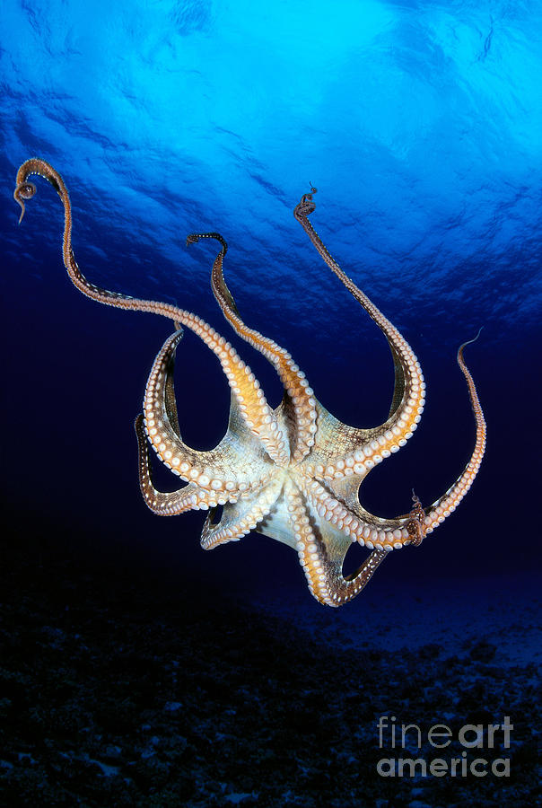 Hawaii, Day Octopus #5 Photograph by Dave Fleetham - Printscapes