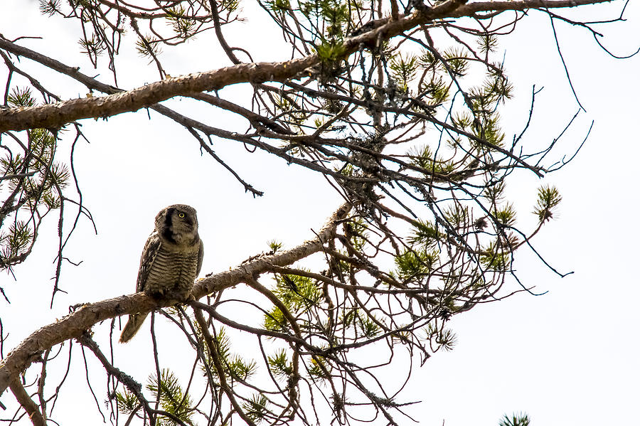 Hawk Photograph - Hawk Owl #5 by Borje Olsson