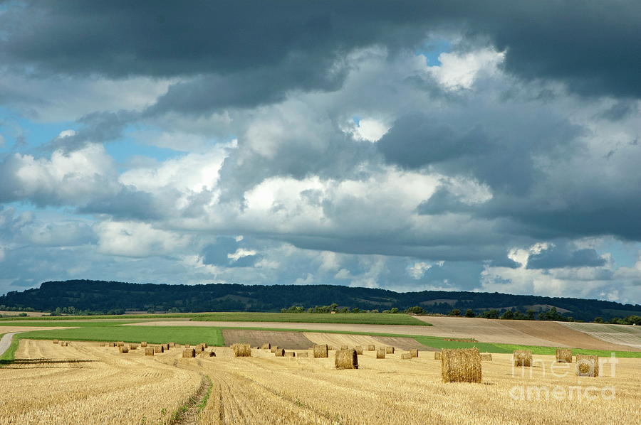 Farm Photograph - Hay bales in harvested corn field #5 by Sami Sarkis
