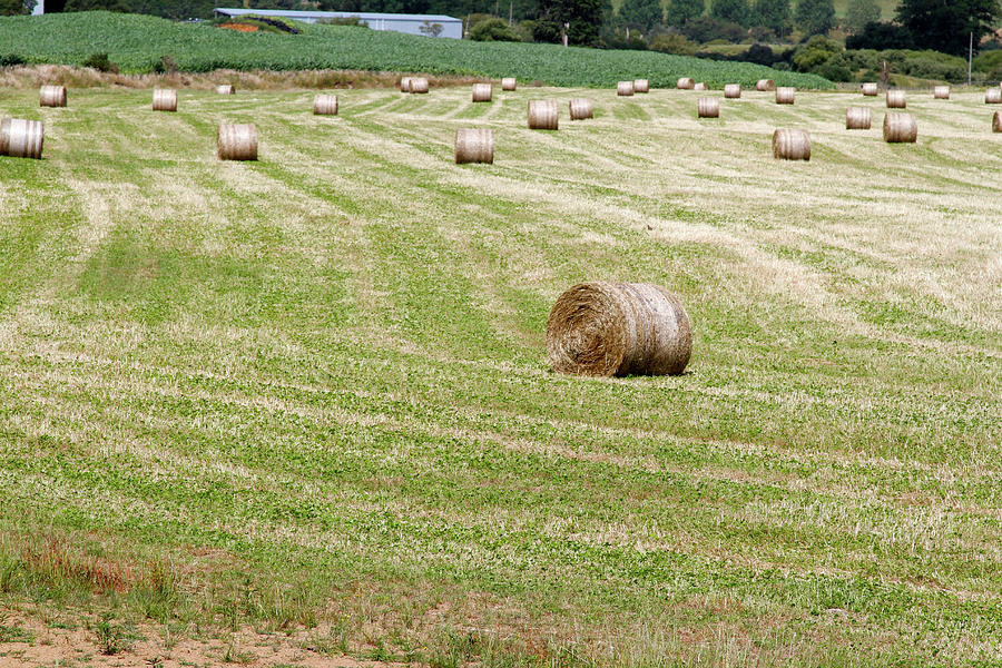 Hay bales 1 Photograph by Les Cunliffe
