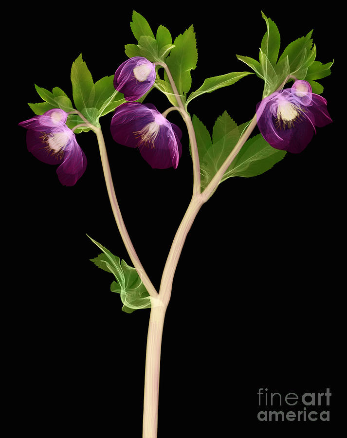 Hellebore Flowers, X-ray #3 Photograph by Ted Kinsman