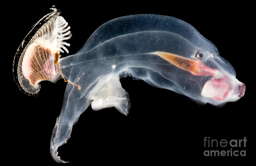 Heteropod Mollusk #5 Photograph by Dant Fenolio