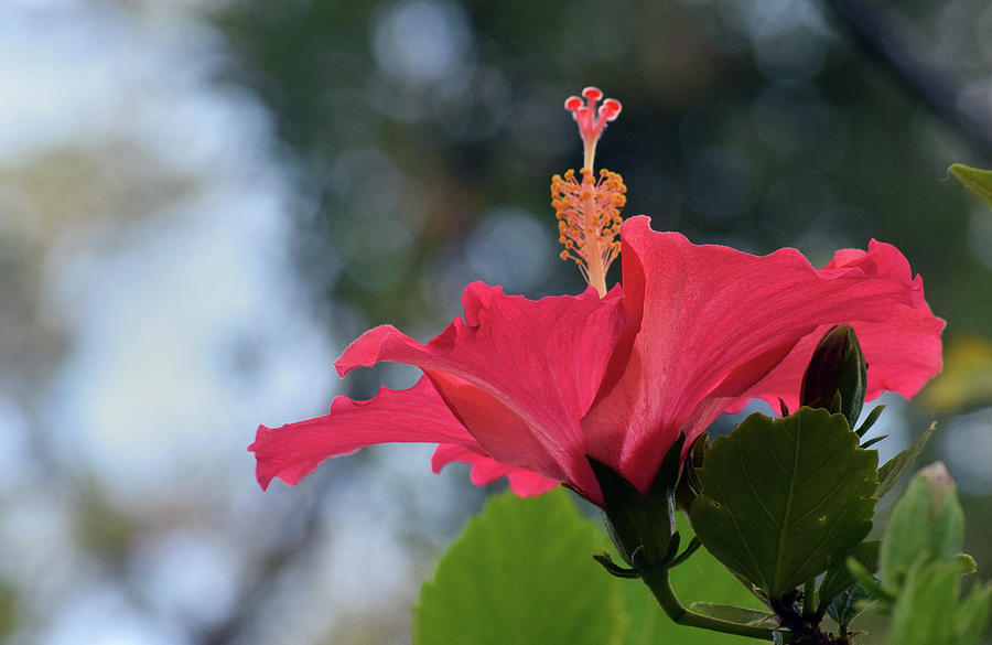 Hibiscus #5 Photograph by Larah McElroy