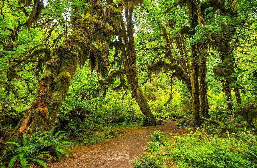 Hoh rain forest #5 Photograph by Asif Islam