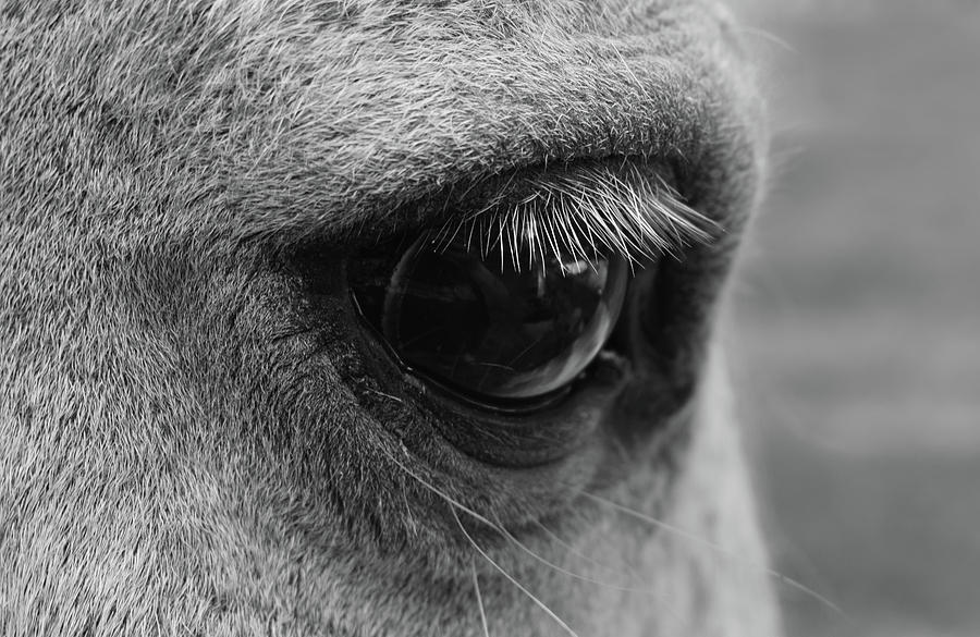 Horse Eye #5 Photograph by Larah McElroy