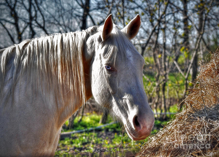 Horse #1 Photograph by Savannah Gibbs