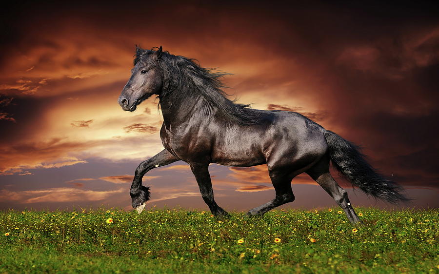 Horse Digital Art - Horse #5 by Super Lovely