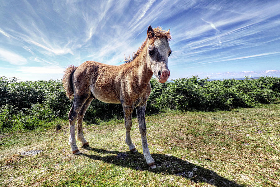 Horse Wales United Kingdom #5 Photograph by Paul James Bannerman