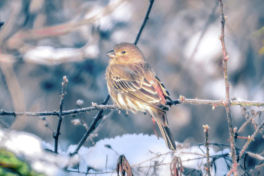 House Finch Tiny Bird Perched On A Tree #5 Photograph by Alex Grichenko