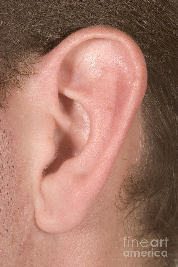 Human Ear #5 Photograph by Ted Kinsman
