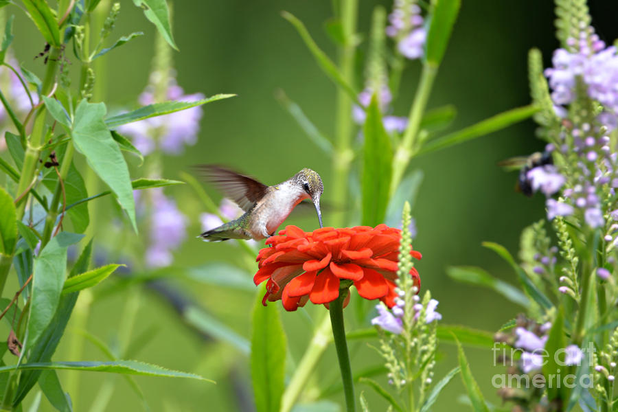 Humming Bird #5 Photograph by Lila Fisher-Wenzel