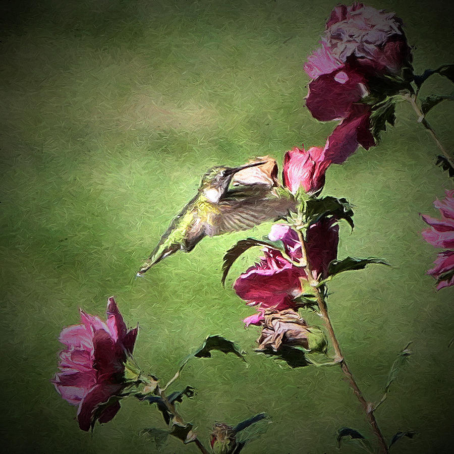 Hummingbird Art #5 Photograph by John Freidenberg