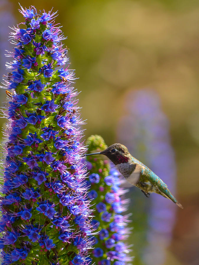 Hummingbird #5 Photograph by Asif Islam