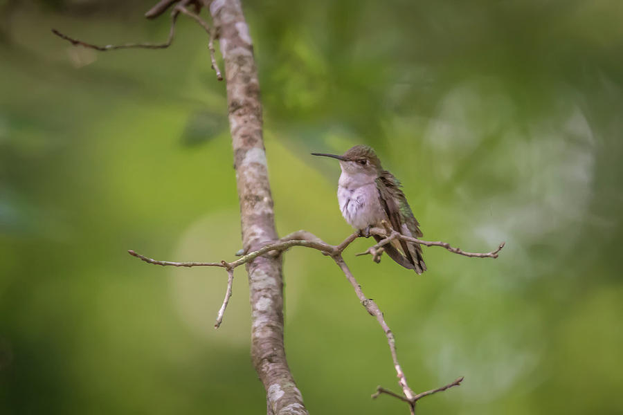 Hummingbird Found In Wild Nature On Sunny Day #5 Photograph by Alex Grichenko
