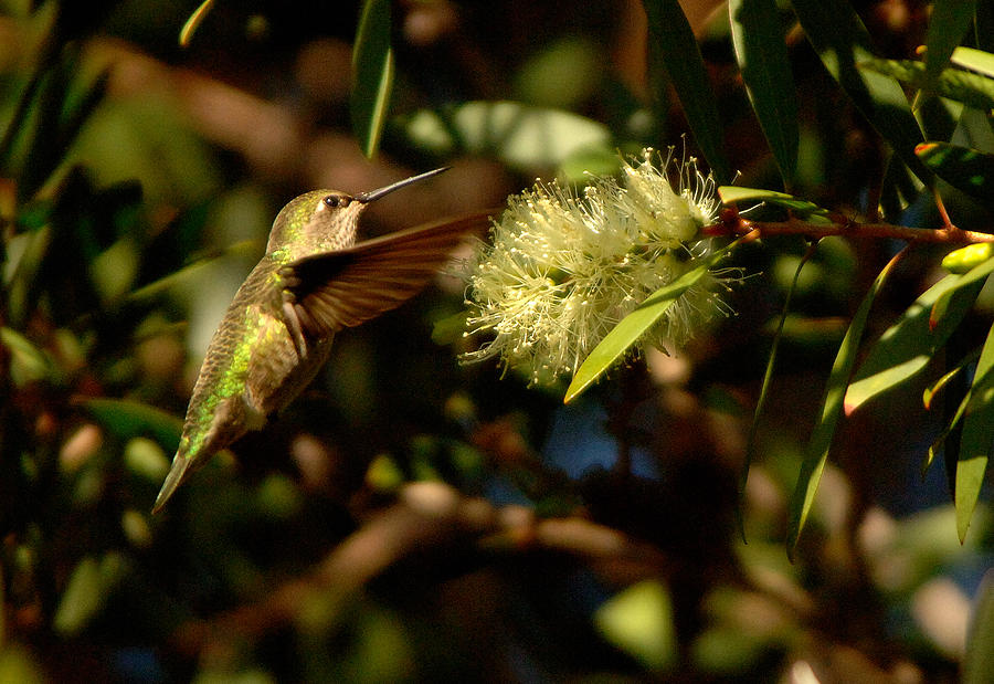 Hummingbird #5 Photograph by Marc Bittan