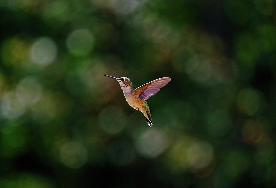 Hummingbird #5 Photograph by Ronda Ryan