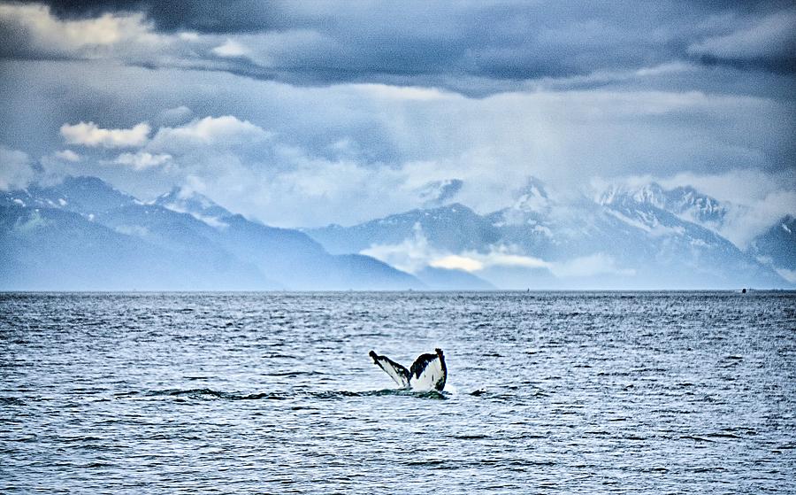 Humpack Whale Hunting On Mud Bay Alaska  #5 Photograph by Alex Grichenko