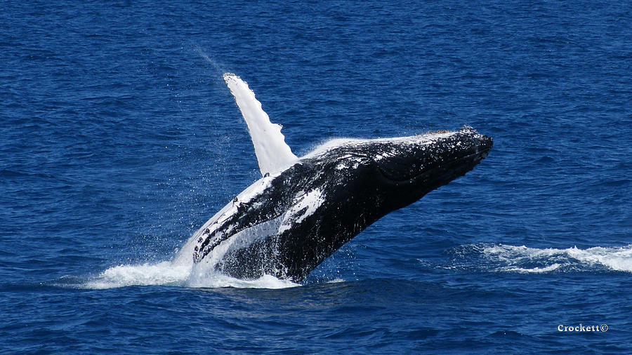 Humpback Whale Calf Breaching image 1 of 1 Photograph by Gary Crockett