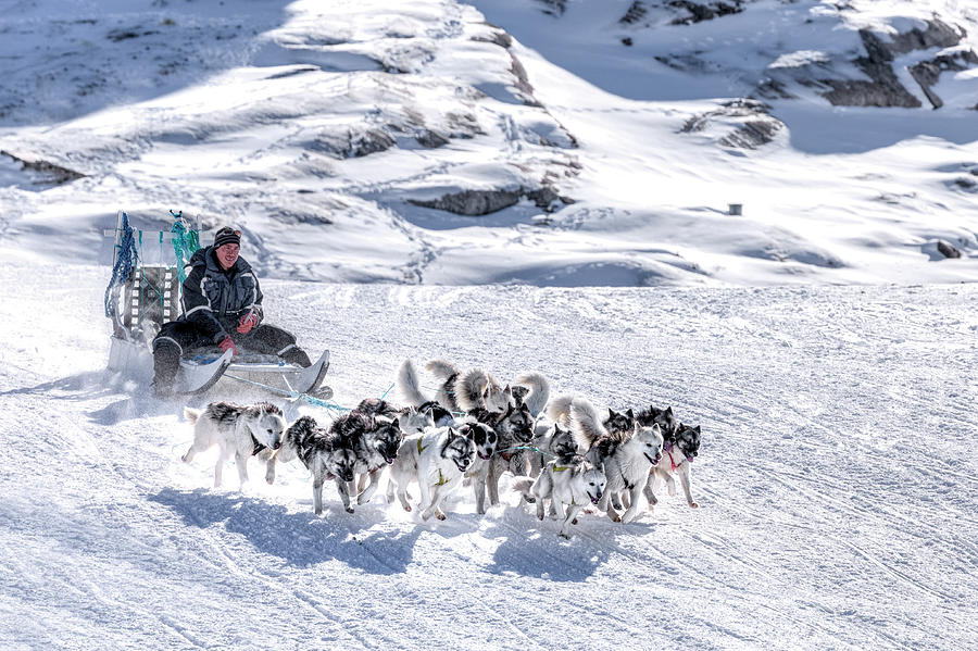 Huskies in Ilulissat, Greenland #5 Photograph by Joana Kruse