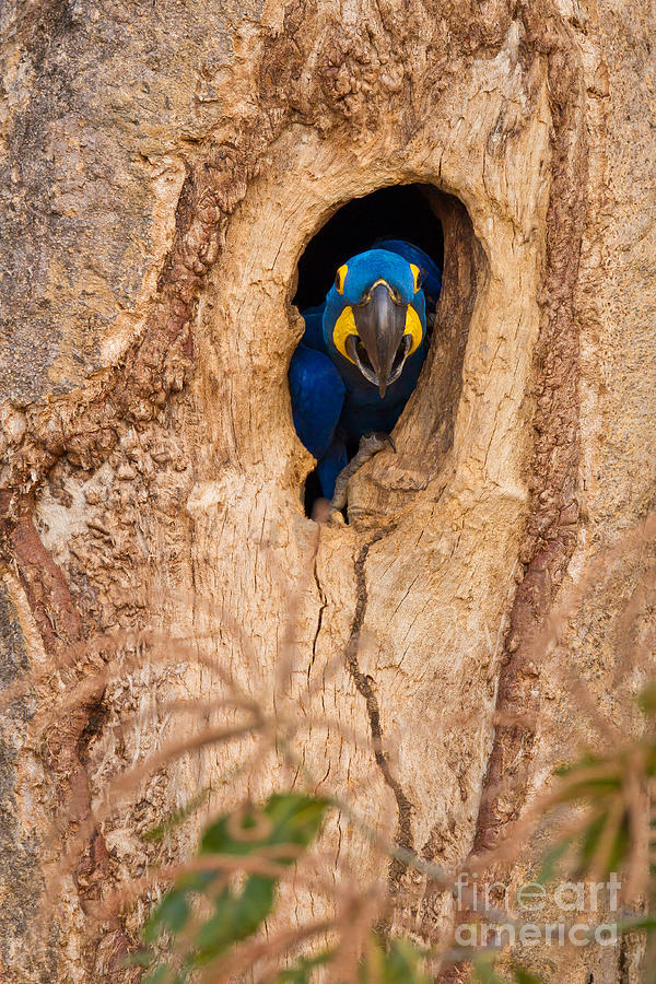Parrot Photograph - Hyacinth Macaw #5 by B.G. Thomson