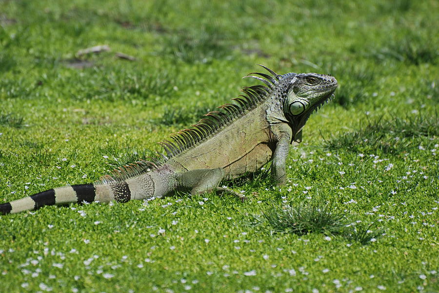 I Iguana Photograph
