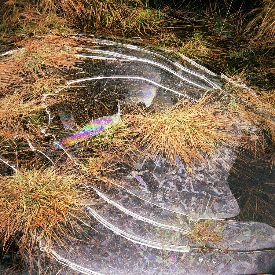 5. Ice Prismatics in Grass 2, Loch Tulla Photograph by Iain Duncan